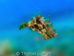 found in Gran Canaria, D200 by Thomas Lueken 